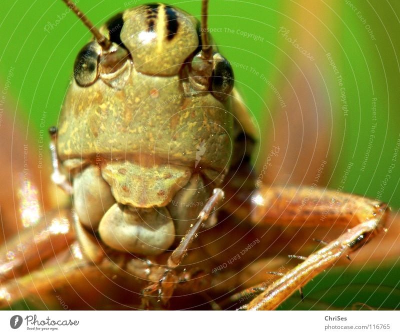 Common Mountain Grasshopper_01 Locust House cricket Green Brown Jump Feeler Summer Insect Animal Living thing Northern Forest Macro (Extreme close-up) Close-up