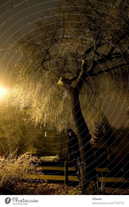 night stable III Night Dark Tree Light Exposure Long exposure Stand Black Transparent Bushes Street lighting Lantern Yellow Frozen Winter Cold 2 Hoar frost