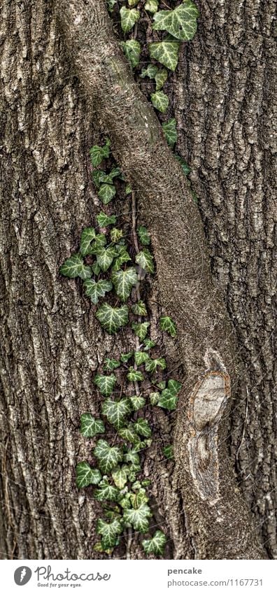 rooting Nature Plant Tree Ivy Sign Discover Hang Crawl Growth Relationship Design Planning Tendril Tree bark Root Creeper Decoration Balance Harmonious