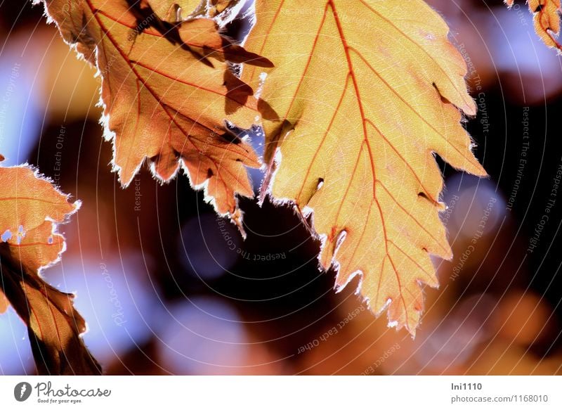 beech slit-leaved Nature Plant Sky Sunlight Spring Tree Leaf copper beech leaves Garden Park naturally pretty Point Blue Brown Multicoloured Orange Red Black