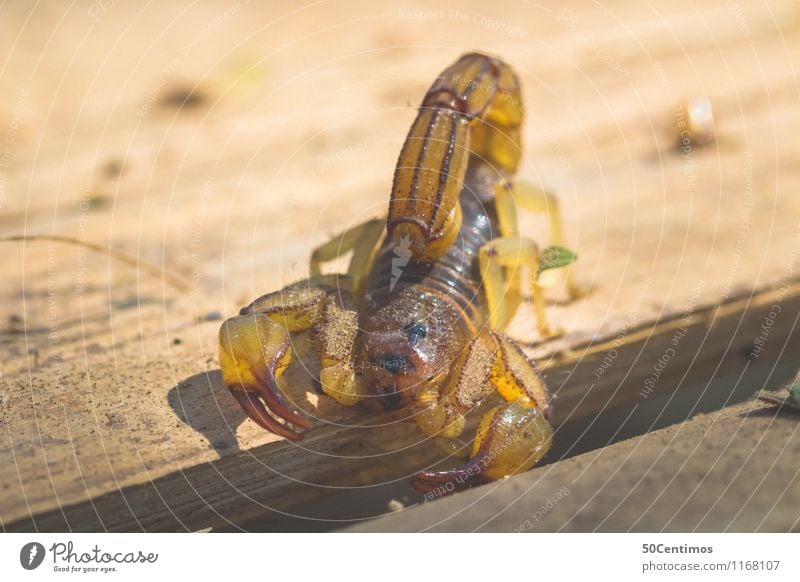 The Scorpio Animal Scorpion 1 Wood Calm Pain Defender Fight Colour photo Detail Macro (Extreme close-up) Deserted Shallow depth of field Bird's-eye view