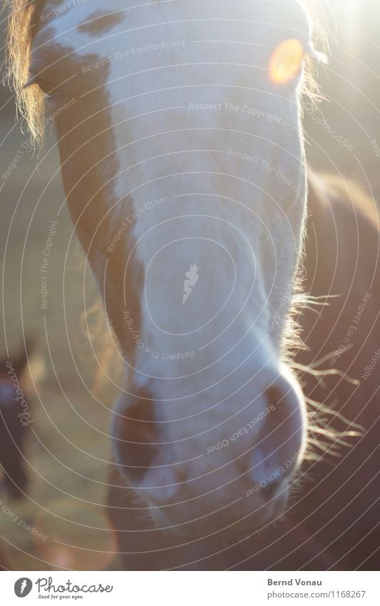 horse Hair and hairstyles Sun Animal Pelt Horse Friendliness Near Curiosity Brown Nostril Eyes Aperture Eyelash Nostrils Colour photo Exterior shot Close-up