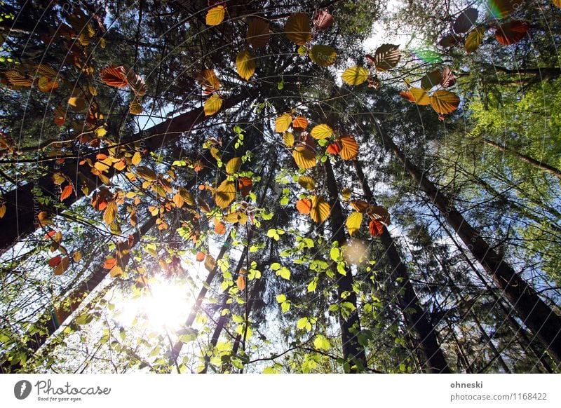 walk in the woods Nature Landscape Sun Sunlight Spring Beautiful weather Plant Tree Leaf Tree trunk Forest Multicoloured Green Joie de vivre (Vitality)