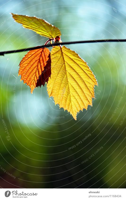 Coloured leaves Spring Autumn Tree Leaf Beech tree Beech leaf Natural Joie de vivre (Vitality) Spring fever Warm-heartedness Life Colour photo Multicoloured