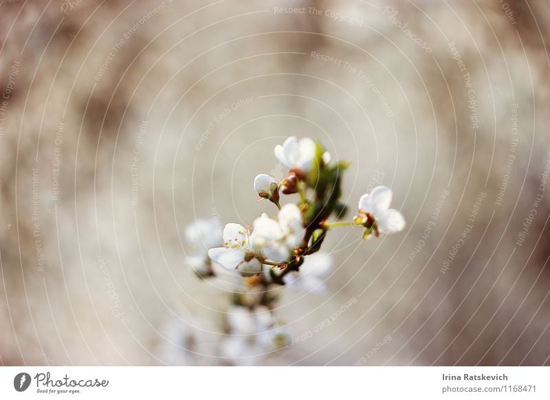 spring flowers Nature Plant Tree Flower Leaf Blossom Garden To enjoy New Curiosity Cute Beautiful Green White Spring flowering plant white flowers Colour photo