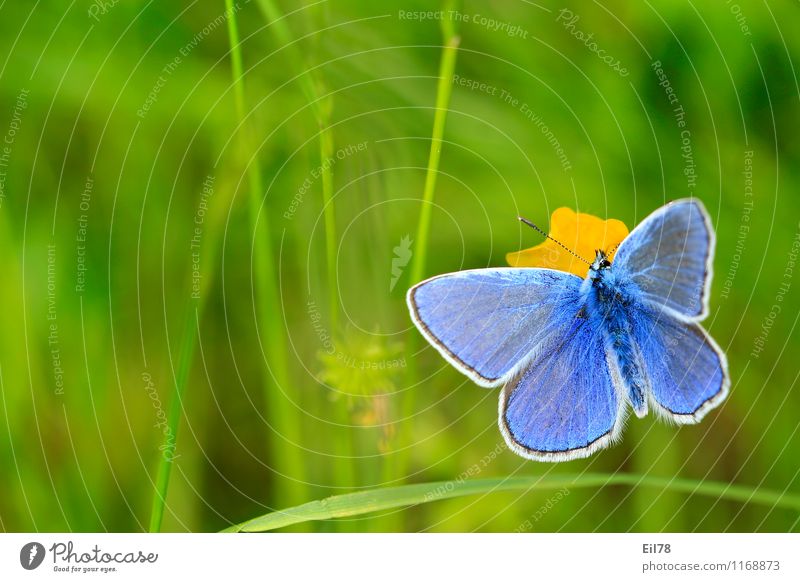 Speckle-breasted Blue Finch Animal Butterfly 1 Happy Happiness Joie de vivre (Vitality) Spring fever Common blue butterflies Colour photo Multicoloured Close-up