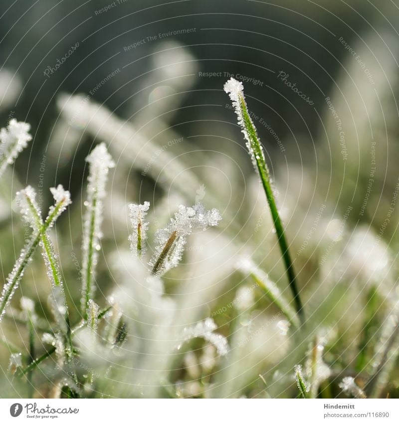 Wintergreen in white Grass Blade of grass Cold Fog Hoar frost Green White Glittering Sweet Sugar Overlaid Blur Vertical Stand Meadow Ice Crystal structure