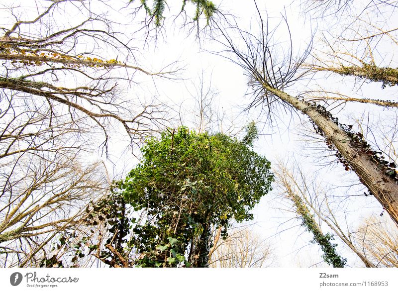 Up in the sky Environment Nature Landscape Earth Spring Beautiful weather Tree Bushes Forest Esthetic Fresh Gigantic Infinity Sustainability Natural Green