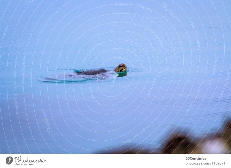 The turtle Ocean Animal Wild animal Turtle Turles Swimming & Bathing Looking Ecuador Galapagos islands Surface of water Colour photo Subdued colour