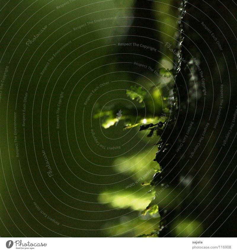 moss Environment Nature Plant Water Drops of water Tree Moss Virgin forest Dark Green Tree bark Visual spectacle Damp Borneo Exterior shot Close-up Detail