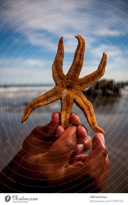 starfish Hand Coast Beach Ocean Island Peru Animal Wild animal Starfish 1 Threat Vacation & Travel Beautiful Colour photo Exterior shot Close-up Detail Day