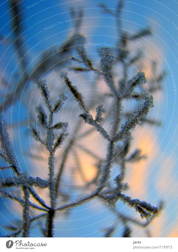 winter Winter Cold Forest Clouds Ice crystal Tree Frost Sky Blue jarts Branch Snow