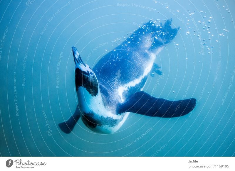 underwater ballet Environment Nature Animal Water Wild animal Bird Animal face Penguin 1 Swimming & Bathing Dance Dive Speed Blue Curiosity Underwater photo