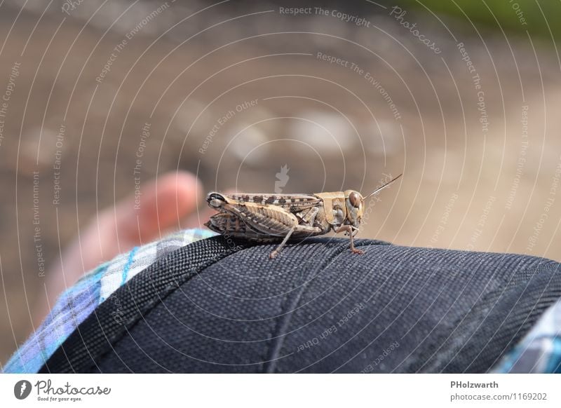 Locust on rucksack Hiking Fingers Shirt Cloth Animal Animal face 1 Blue Brown Black Contentment Relaxation Vacation & Travel Wellness Colour photo