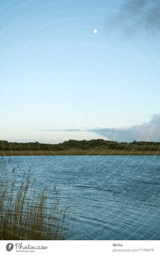 to new shores Environment Nature Landscape Water Sky Moon Grass Common Reed Waves Coast Lakeside Far-off places Natural Blue Loneliness Relaxation Idyll Calm