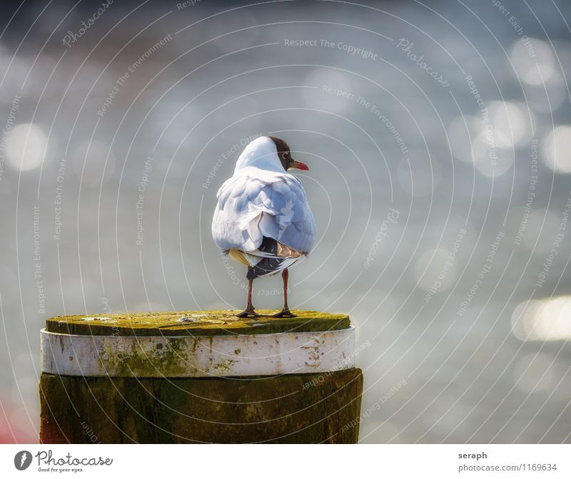 Black-headed gull Maritime Seagull Bird Animal Nature Ocean North Sea Wing Feather Beak Wild Wilderness raptor Portrait photograph Ornithology Swing Coast Eyes