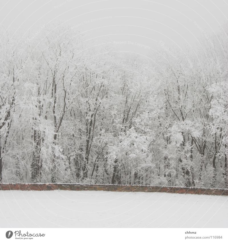 frost Winter White Ice Hoar frost Forest Park Fog Loneliness Tree Horizontal Structures and shapes Flat Cold Unicoloured Wall (barrier) Frost Smoothness