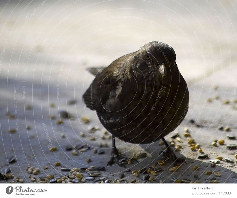 blackbird Blackbird Bird Beak Summer Feather Legs