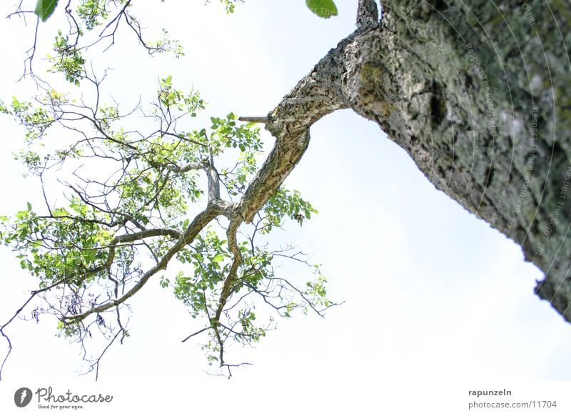 Under the tree 2 Tree Leaf Clouds Back-light Branchage Tree bark Sky Blue