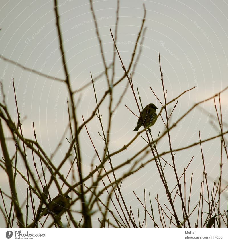 Sparrow winter II Bird Small 2 Together Matrimony Tree Bushes Gloomy Empty Leafless Lack Cold Loneliness Gray Colorless Silver lining Horizon Desire Hope Grief