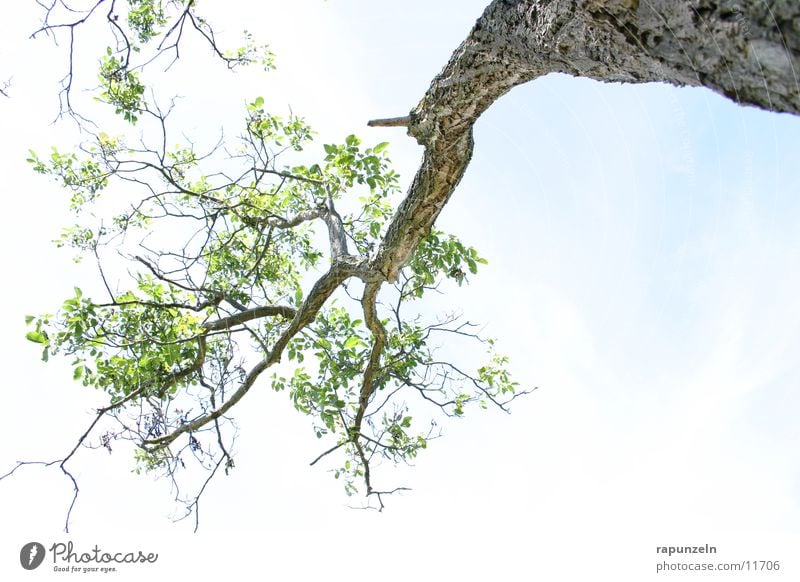 Under the tree Tree Leaf Clouds Back-light Branchage Tree bark Sky Blue