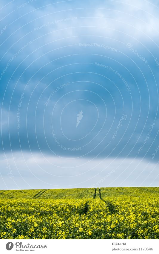 tracks Environment Nature Sky Clouds Storm clouds Spring Weather Plant Field Blue Yellow Black Canola Canola field Tracks Colour photo Multicoloured