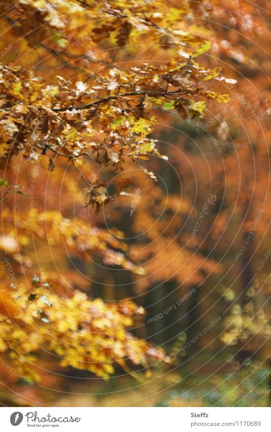 autumnal impression Automn wood forest bath Autumn leaves Autumnal colours October golden october autumn impression Domestic Picturesque Poetic Indefinite Calm