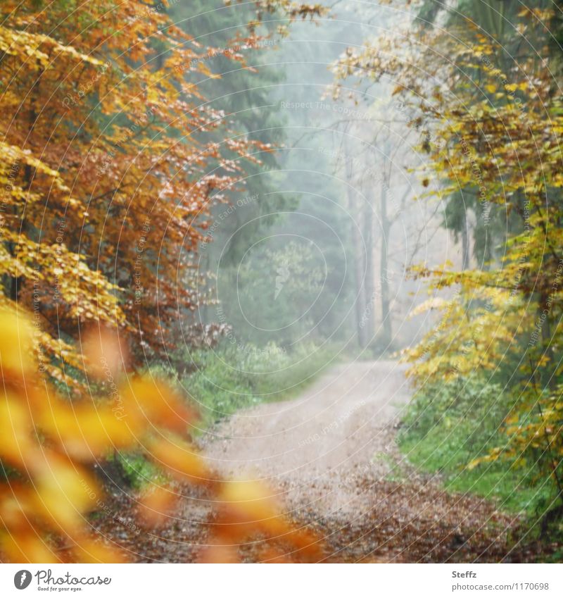 Fog in the autumn forest Automn wood Cloud forest forest path Picturesque Autumn leaves forest bath Autumn trees Sense of Autumn Misty atmosphere