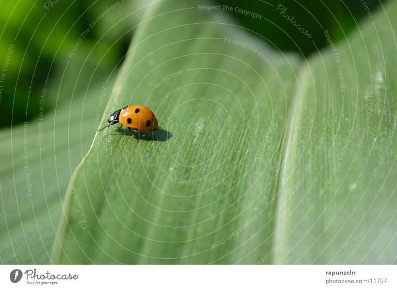 bug Leaf Field Green Ladybird Insect Maize Beetle