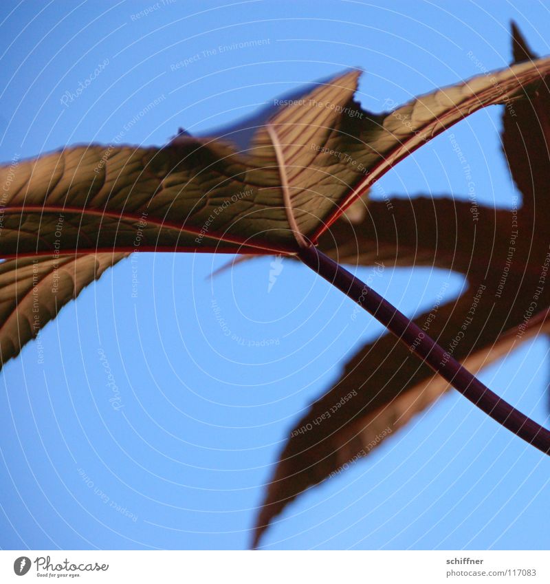 foliage Ricinus Euphorbiaceae Leaf Plant Ornamental plant Summer Evening Stalk Garden Park Sky Blue leaf bar Prongs Macro (Extreme close-up)