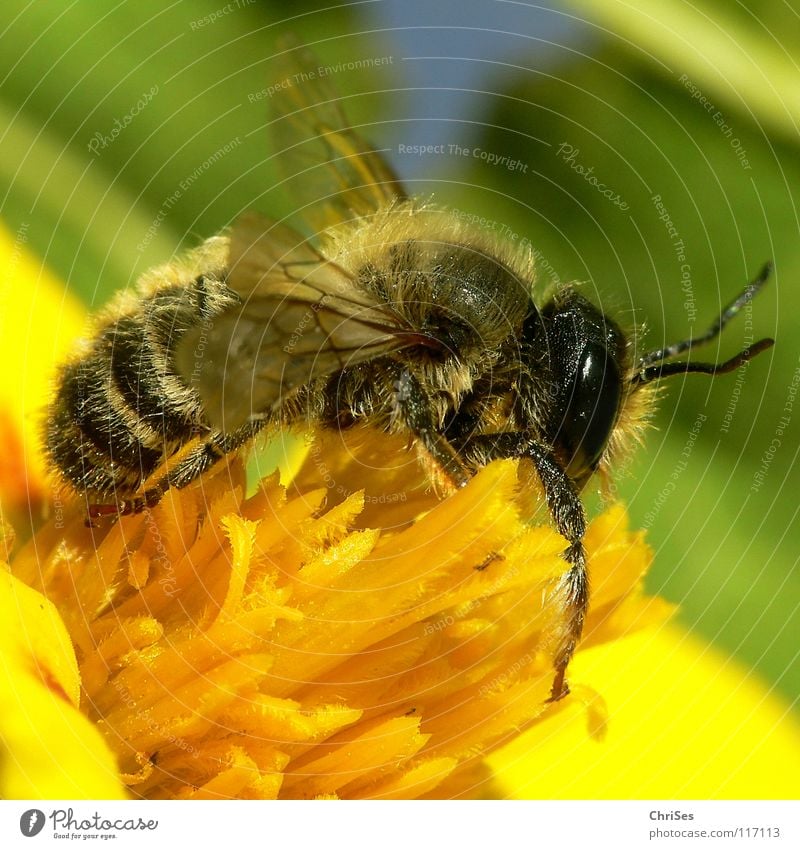 Earth bee ( Andrena florea ) 04 Sand bee Bee Wasps Insect Honey Diligent Yellow Black Green Striped Summer Spring Feeler Animal Collection Northern Forest