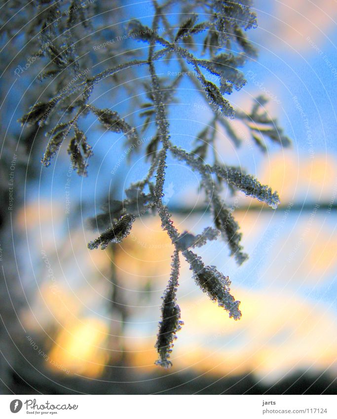 cool time Winter Cold Forest Clouds Ice crystal Tree Sunset Sky Frost Blue jarts Branch Dusk Snow