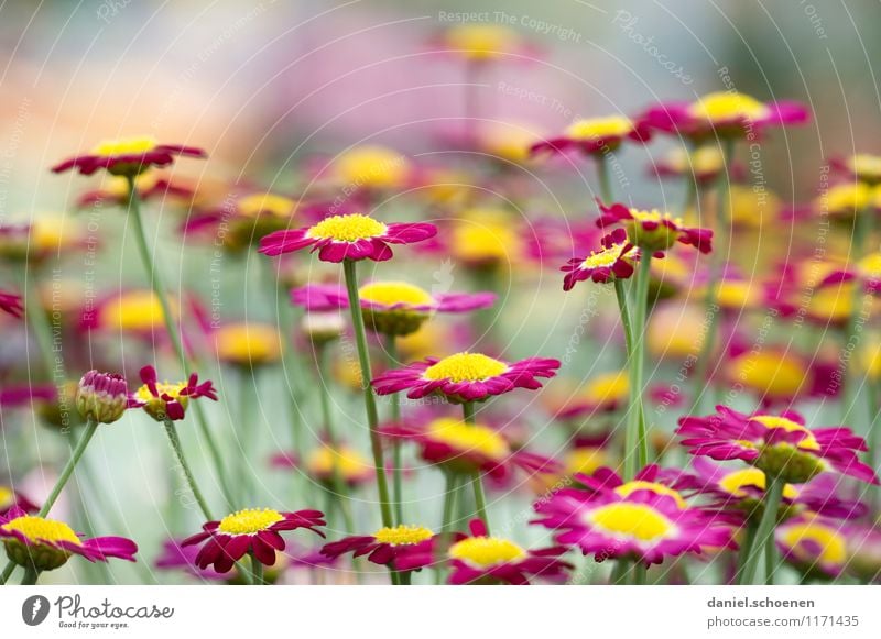 another flower picture Nature Plant Summer Flower Blossom Yellow Green Violet Multicoloured Deserted