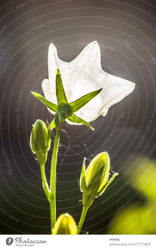 small light Plant Spring Summer Wild plant Bluebell Blossom Bud Blossoming Illuminate Fresh White Spring fever Anticipation Purity Colour photo Multicoloured