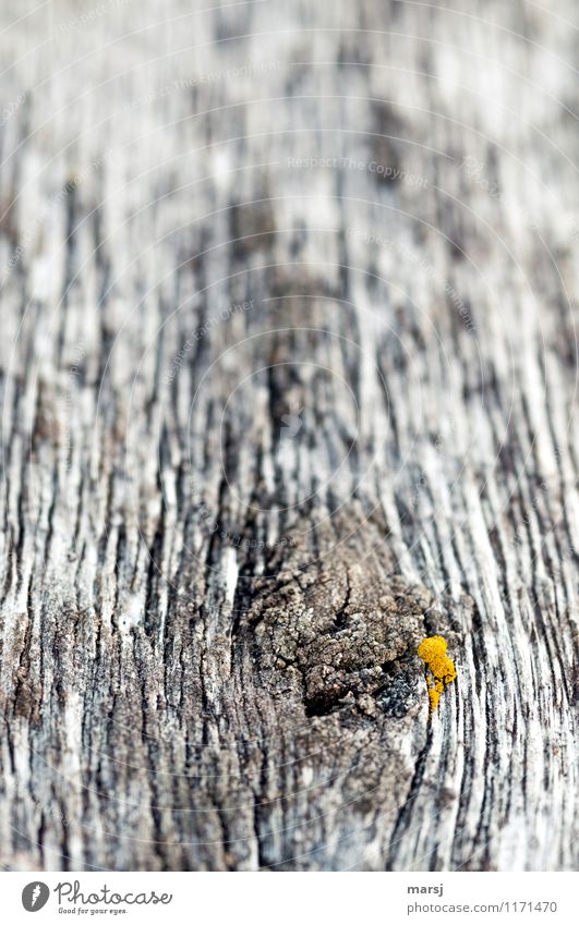 Orange-yellow paté Moss Wooden board Knothole Annual ring Old Dark Disgust Creepy Patina Decline Washed out Hideous End Colour photo Subdued colour