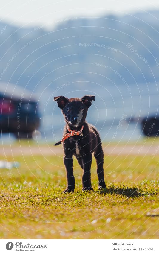 a puppy Leisure and hobbies Playing Trip Adventure Freedom Summer Hiking Spring Autumn Beautiful weather Park Meadow Animal Dog Puppy 1 Looking Happiness Energy