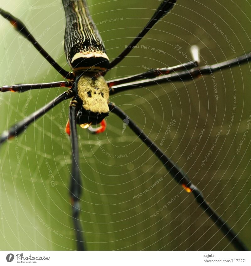 nephila pilipes Nature Animal Virgin forest Spider 1 Net Wait Legs Hind quarters Head Singapore Asia Spider's web Spider legs Fate Colour photo Exterior shot