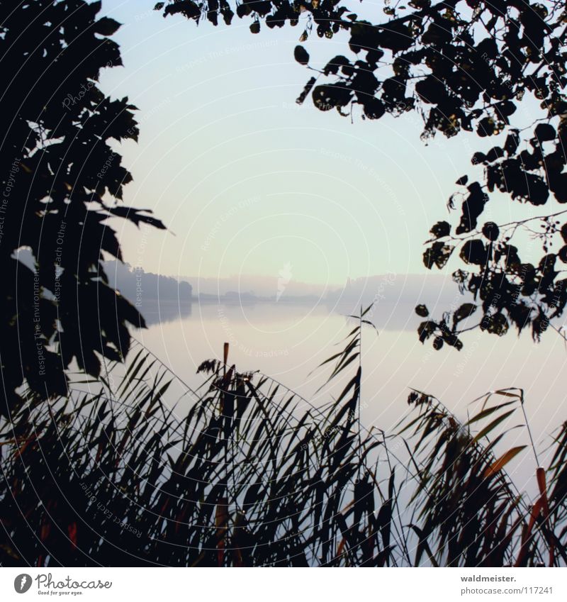 In the morning at the lake Lake Fog Common Reed Tree Morning Morning fog Summer Autumn Romance Feisneck Water Dawn cover Müritz National Park Sadness