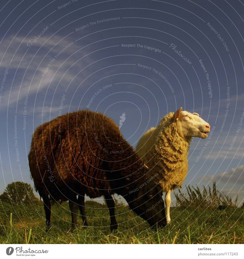 The black sheep of the family Sheep Black Black sheep Outsider Pasture Blue sky Bright background Copy Space top Cattle breeding Livestock breeding