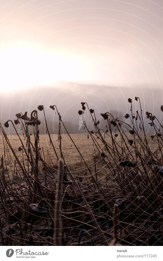 silent screams Life New start Dew Winter's day Cold Sunflower Dry Sunrise Grief Distress new day Death Ice Thin Nature Snow Sadness