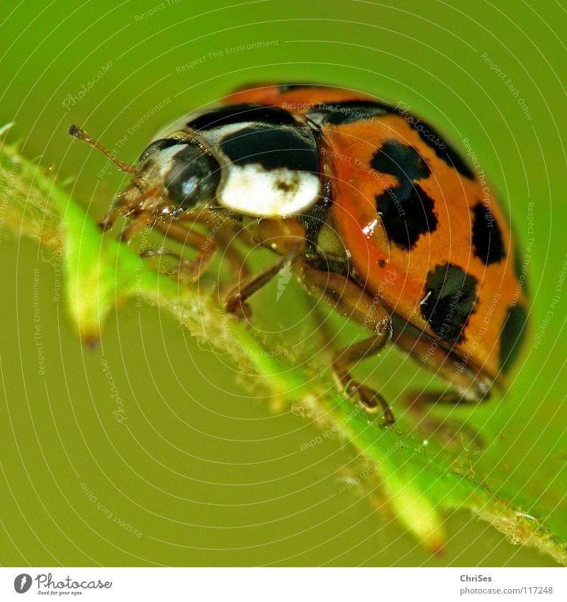 Asian ladybird_02 ( Harmonia axyridis ) Ladybird Insect White Crawl Green Red Black Animal Beetle Spring Summer Macro (Extreme close-up) Close-up