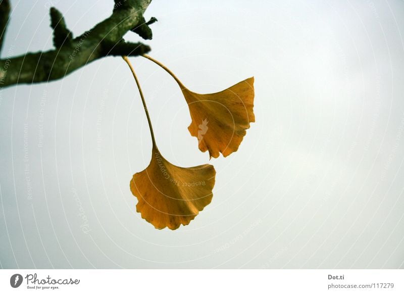 gymnosperms Exotic Nature Plant Sky Clouds Autumn Tree Leaf Yellow Gray Ginko Stalk Dreary Botany Medicinal plant Asia China Wonders of nature living fossil