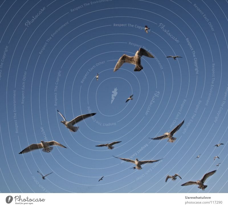 The majesty of an unimaginable freedom Seagull Black-headed gull  Sunlight Sunset Ocean Coast Beach Horizon Bird Majestic Together Hunting Netherlands Den Haag