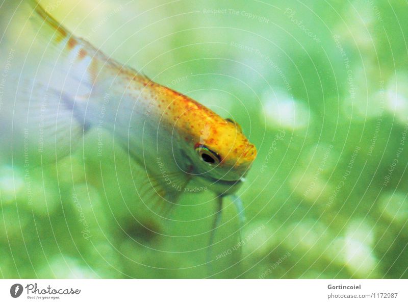 fish Animal Fish Animal face 1 Swimming & Bathing Yellow Green Fin Aquarium Colour photo Copy Space right Copy Space bottom Shallow depth of field