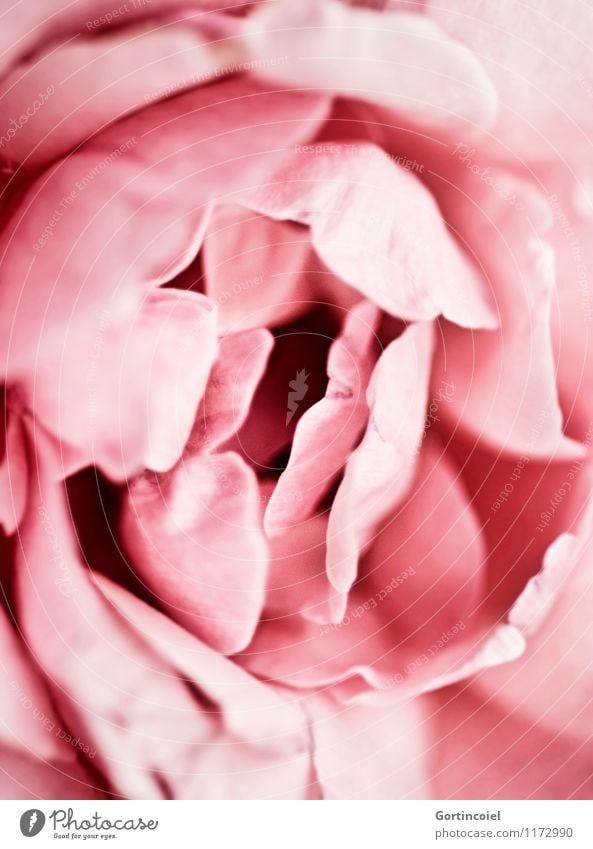 layer by layer Plant Spring Summer Flower Blossom Beautiful Pink Blossom leave Decoration Colour photo Subdued colour Close-up Detail Macro (Extreme close-up)