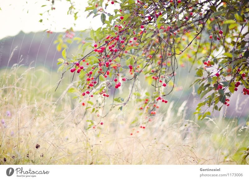 cherry Environment Nature Landscape Plant Summer Beautiful weather Tree Agricultural crop Meadow Natural Cherry tree Fruit trees France Alsace Colour photo