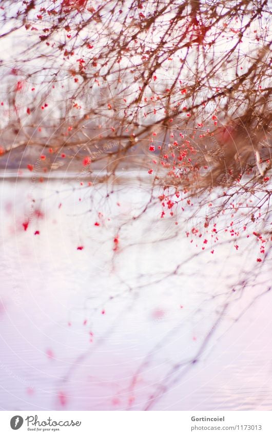 lakeshores Environment Nature Landscape Plant Winter Tree Bushes Lakeside Beautiful Red Guelder rose Berry bushes Berries Arrangement Muddled Chaos Focal point