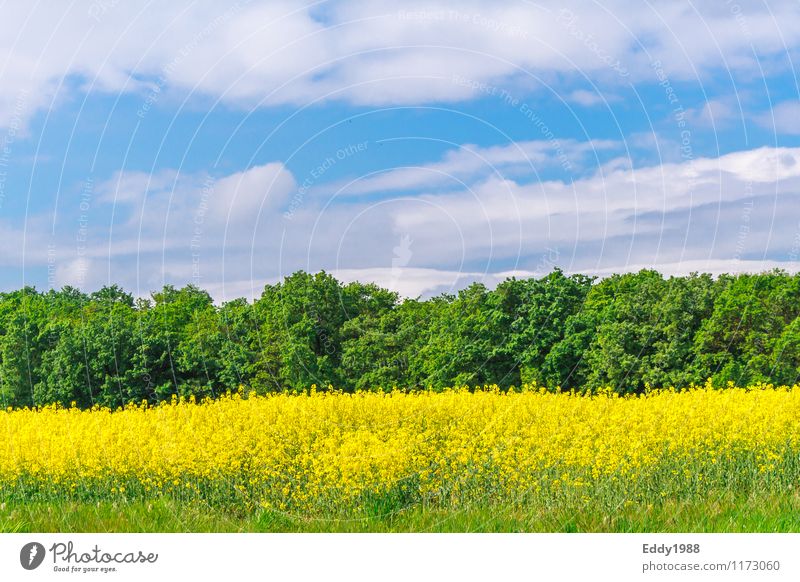 The rapeseed blossoms Nature Landscape Plant Clouds Spring Beautiful weather Agricultural crop Field Forest Blossoming Fragrance Discover Relaxation Going