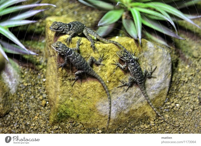 dinosaur babies Animal 3 Group of animals Baby animal Stone Sand Sit Brown Gray Green Agamidae Saurians Colour photo Close-up Deserted Day