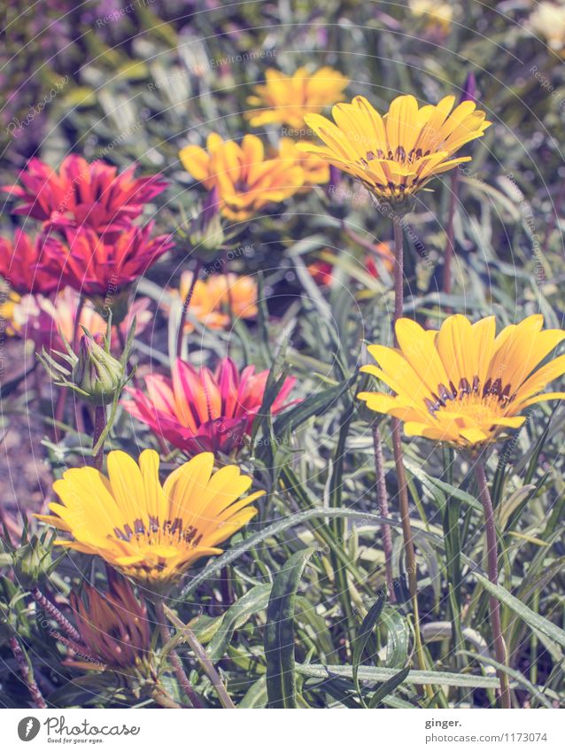 Flores de La Palma Nature Plant Flower Blossom Warmth Brown Multicoloured Yellow Green Red Beautiful Decoration Multiple Funnel Towering Spring Colour photo